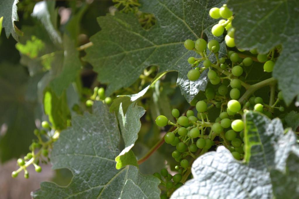 Island Brook Estate Winery And Chalets Margaret River Екстер'єр фото