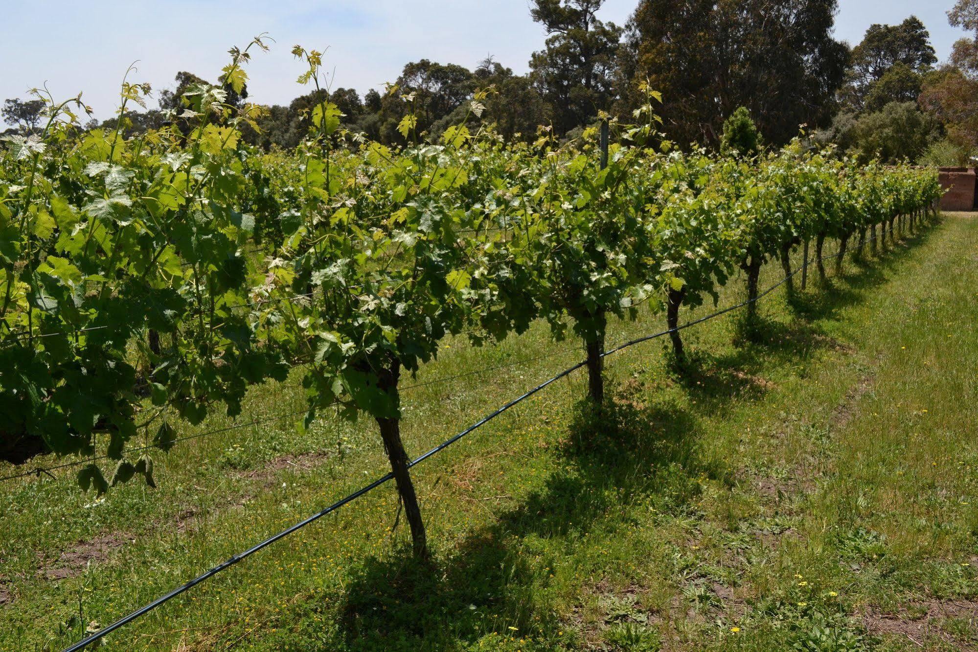 Island Brook Estate Winery And Chalets Margaret River Екстер'єр фото